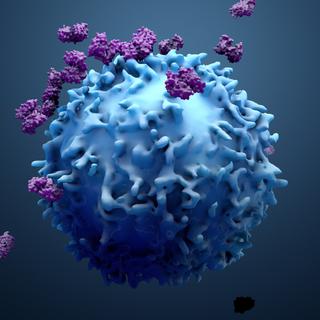 Le lumican empêche les cytokines de s’échapper vers d’autres tissus sains. © Design Cells, Fotolia